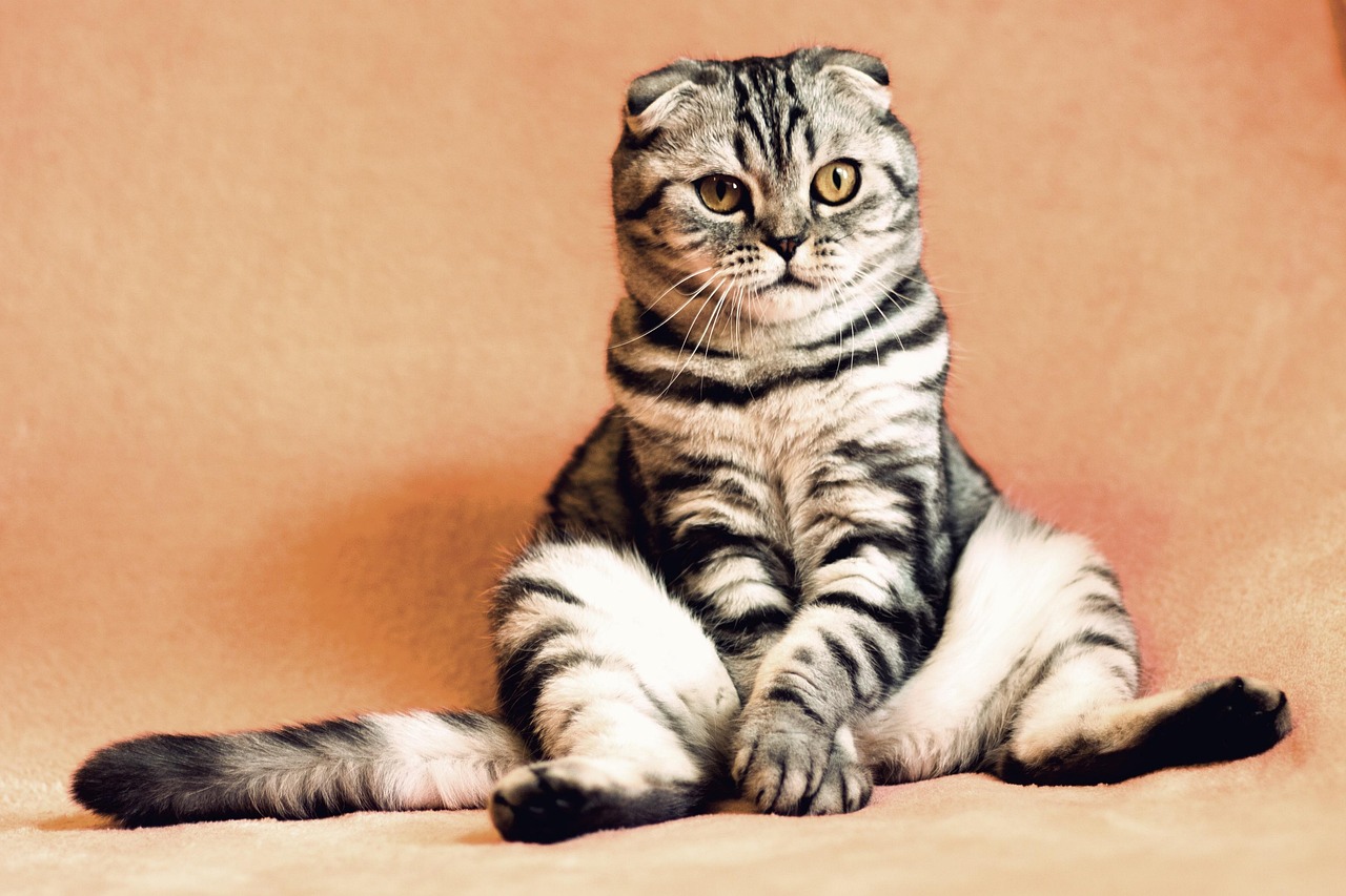 cat, nature, kitten, pet, pets, animals, housecat, feline, animal, sitting, funny, cute, adorable