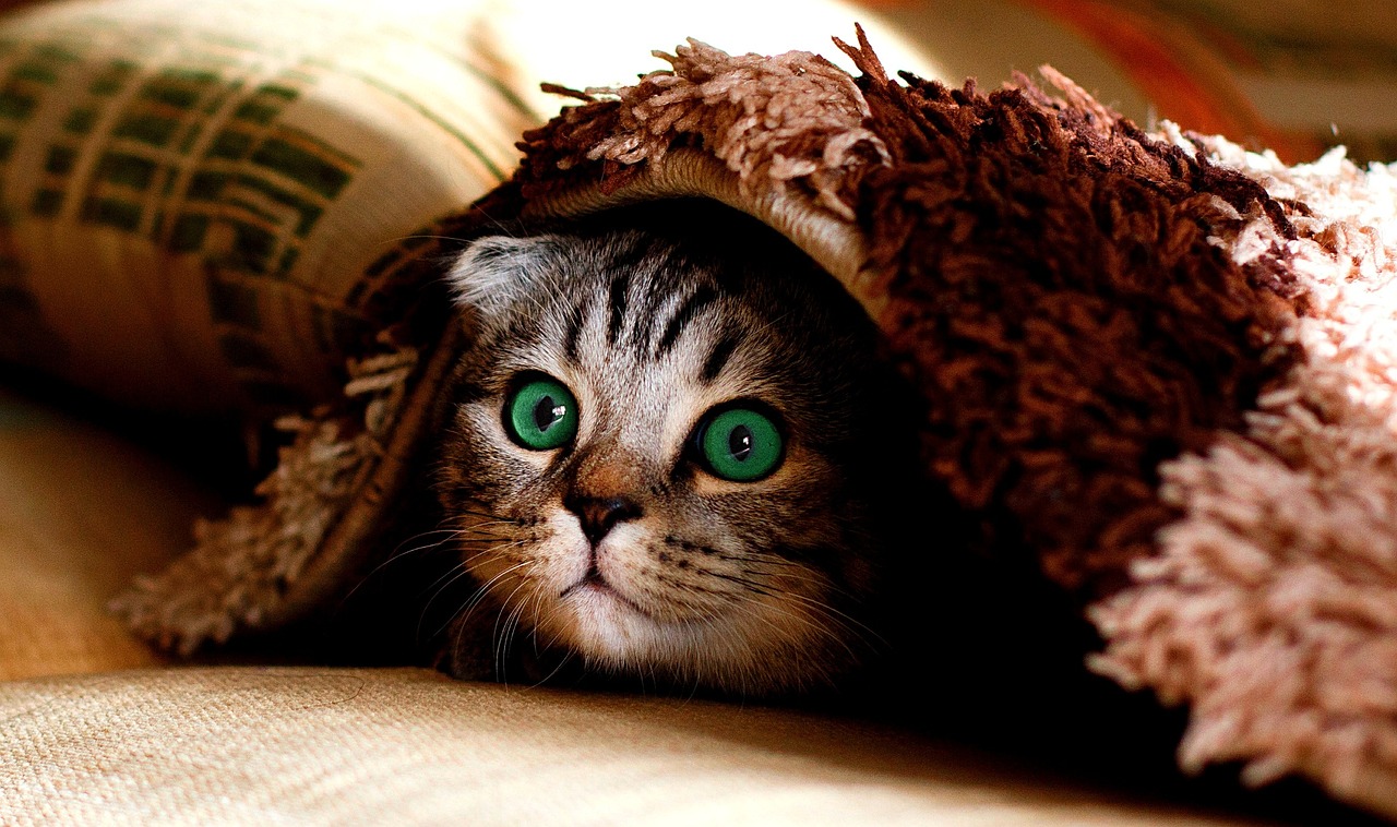 cat, animal, ceiling, hide, pet, cute, naughty, funny