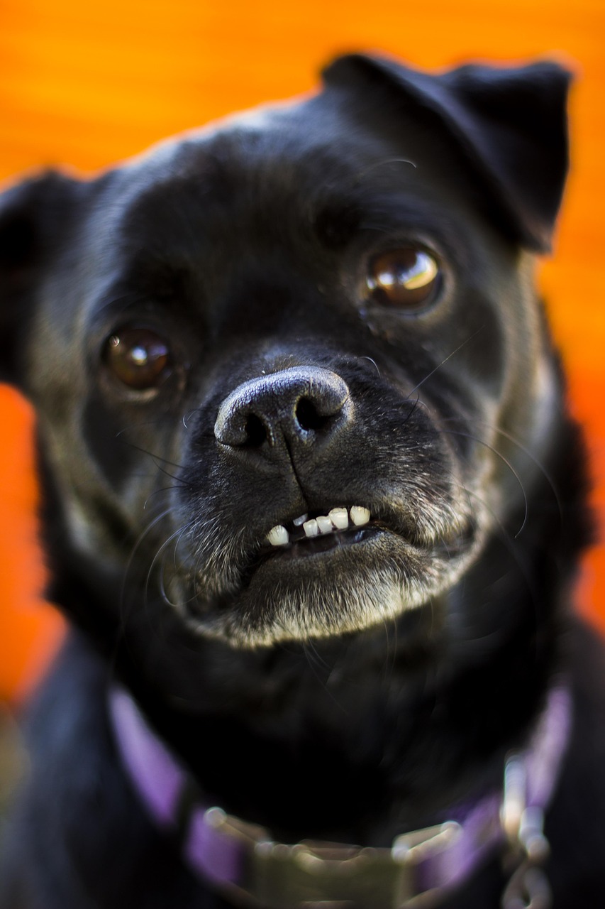 The Art of Social Engineering dog, pug, nature, animal, pet, puppy, funny, cute, canine, funny dog, doggy, small, adorable, funny animals