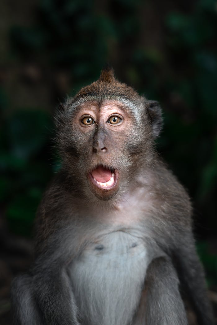 Close-up of an amazed monkey in Bali, showcasing expression and nature.