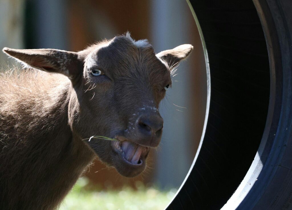 Cheerful brown goat eating grass in a playful outdoor setting.