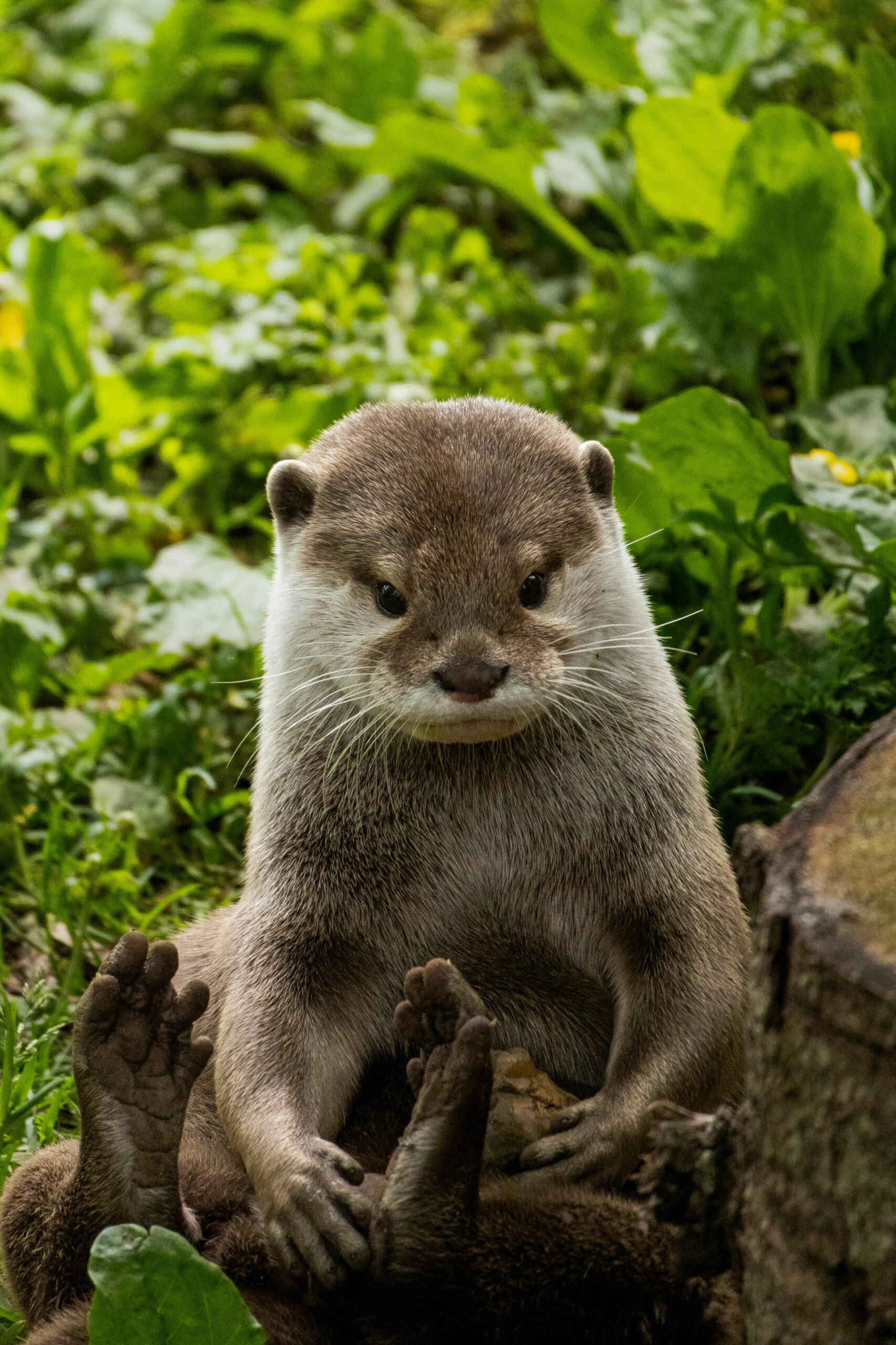 I'm Not in IT or Security - Why Should I Care? Cute otter sitting among vibrant foliage in England. Perfect for wildlife and nature themes.