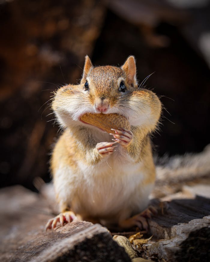 Funny little chipmunk with cheeks full of peanuts standing on rough rocky ground in forest on sunny day